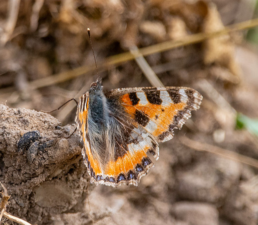 Small tortoiseshell