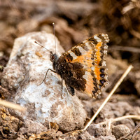 Small tortoiseshell