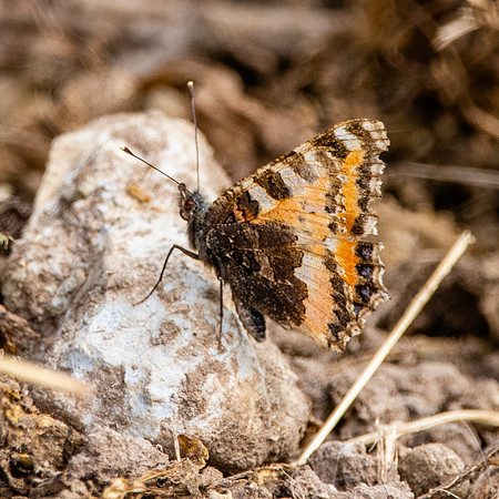 Small tortoiseshell