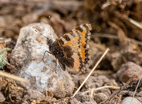 Small tortoiseshell