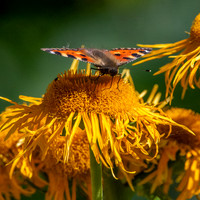 Small tortoiseshell