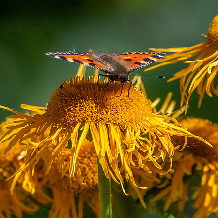 Small tortoiseshell