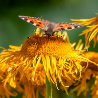 Small tortoiseshell