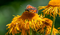 Small tortoiseshell