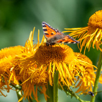 Small tortoiseshell