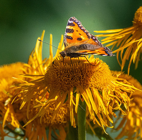 Small tortoiseshell