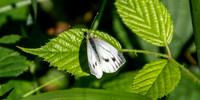 Small white