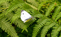 Small white
