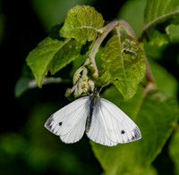 Small white