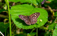 Speckled wood
