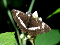 White admiral butterfly