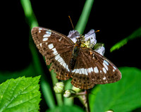 White admiral