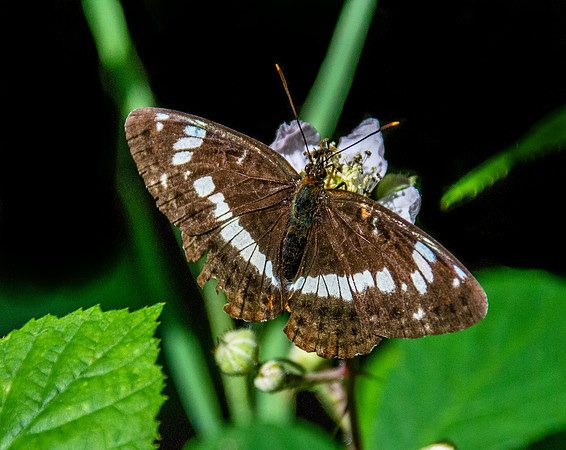White admiral butterfly
