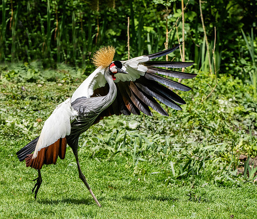 Grey crowned crane