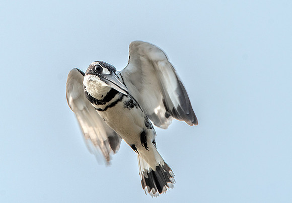 Pied kingfisher