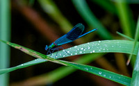 Banded demoiselle