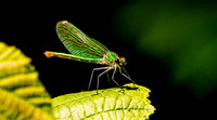 Beautiful demoiselle