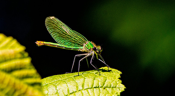 Beautiful demoiselle