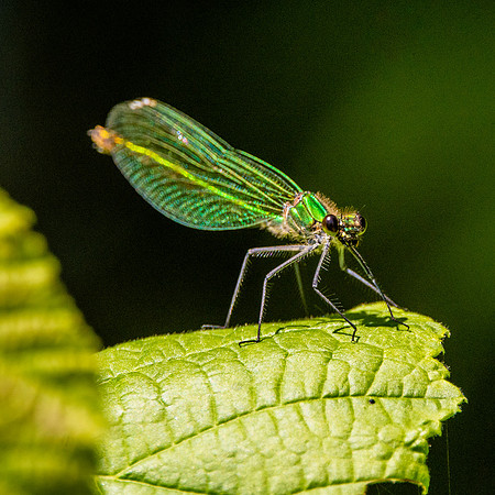 Beautiful demoiselle
