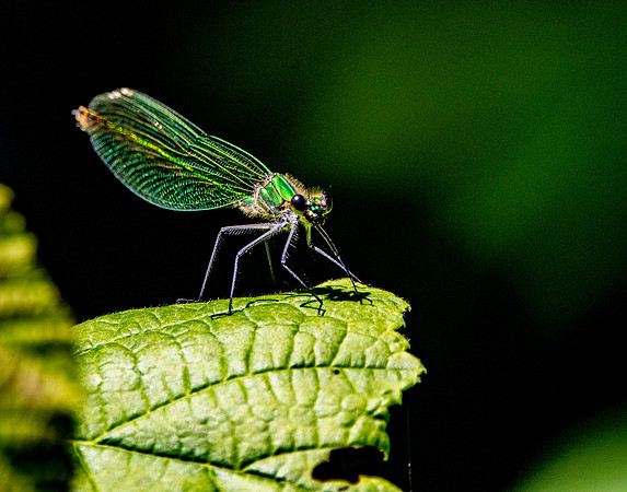 Beautiful demoiselle