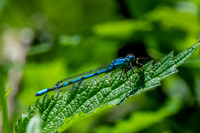 Common blue damselfly
