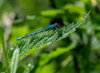 Common blue damselfly