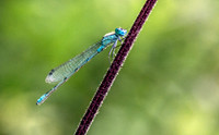 Common blue damselfly