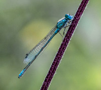 Common blue damselfly
