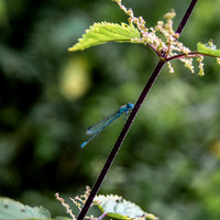 Common blue damselfly