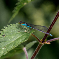 Small red eyed damselfly