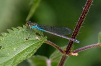 Small red eyed damselfly
