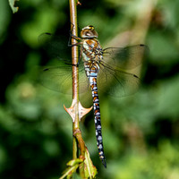 Migrant hawker