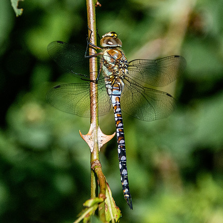 Migrant hawker