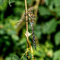 Migrant hawker