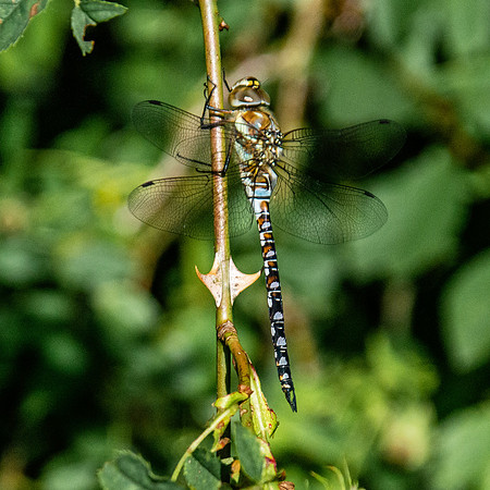 Migrant hawker