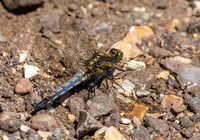 Black tailed skimmer