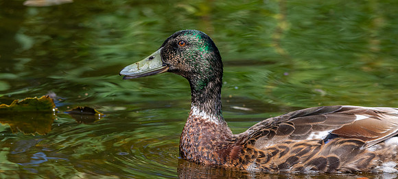 American black duck