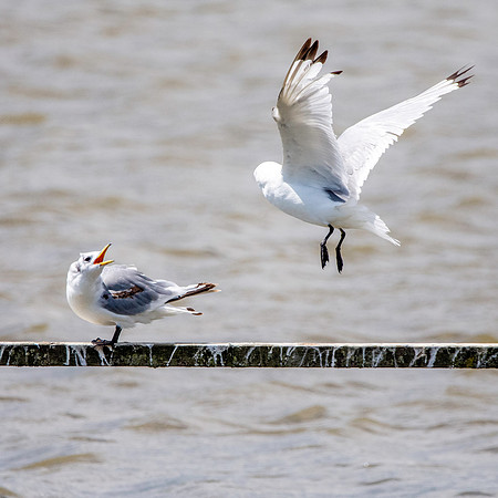 Kittiwake