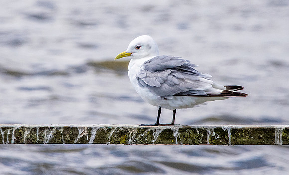 Kittiwake