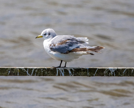 Kittiwake