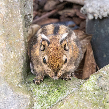 Swinhoe's squirrel