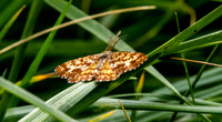 Common heath moth, male