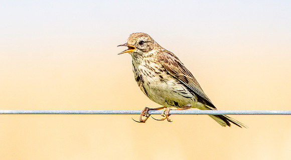 Meadow pipit