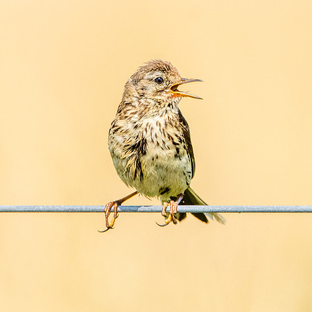 Meadow pipit