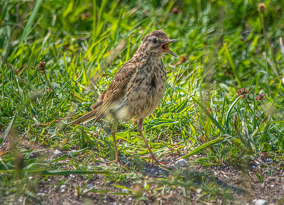 Meadow pipit