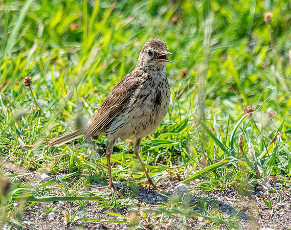 Meadow pipit