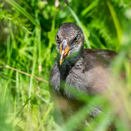Moorhen juvenile