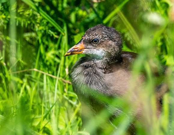 Moorhen juvenile