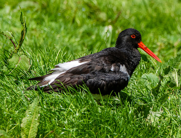 Oystercatcher