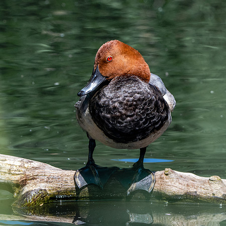 Common pochard